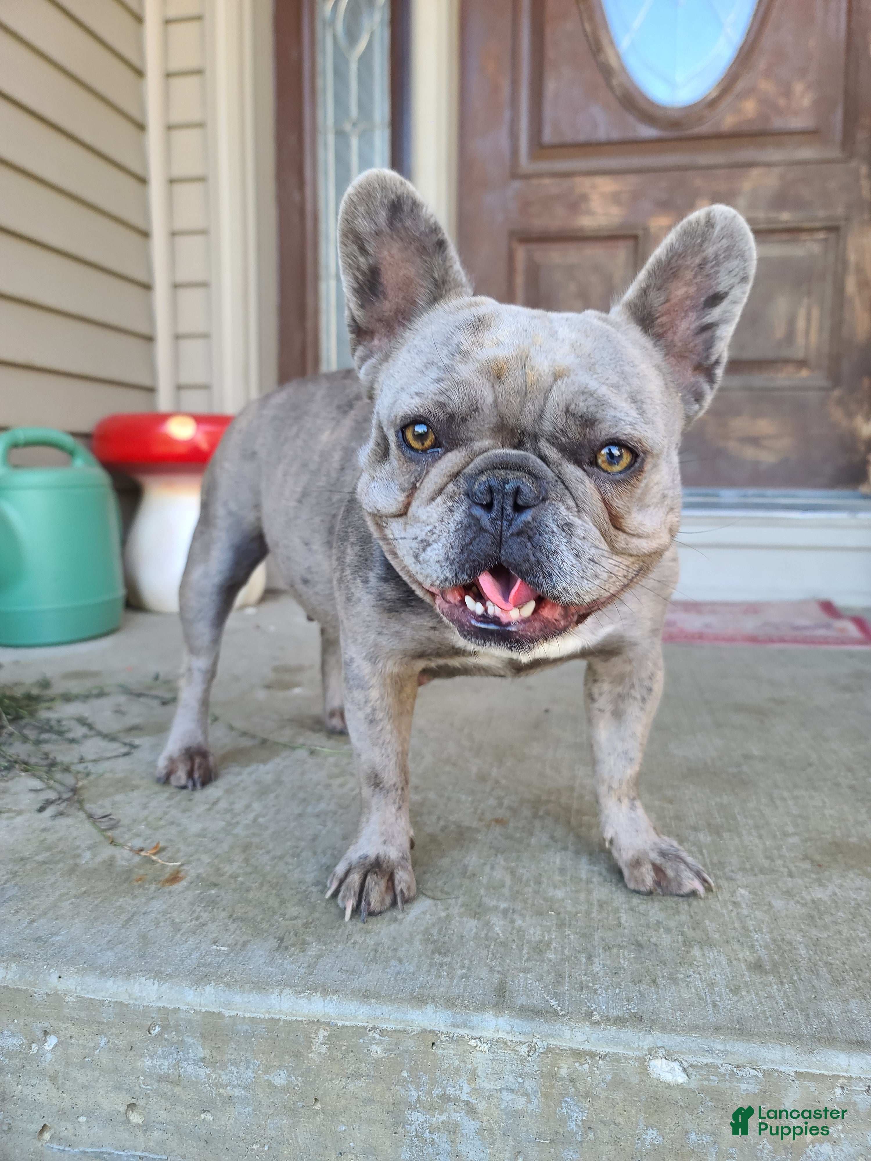 French Bulldog dogs French Bulldog Puppy 7 - Ad 2