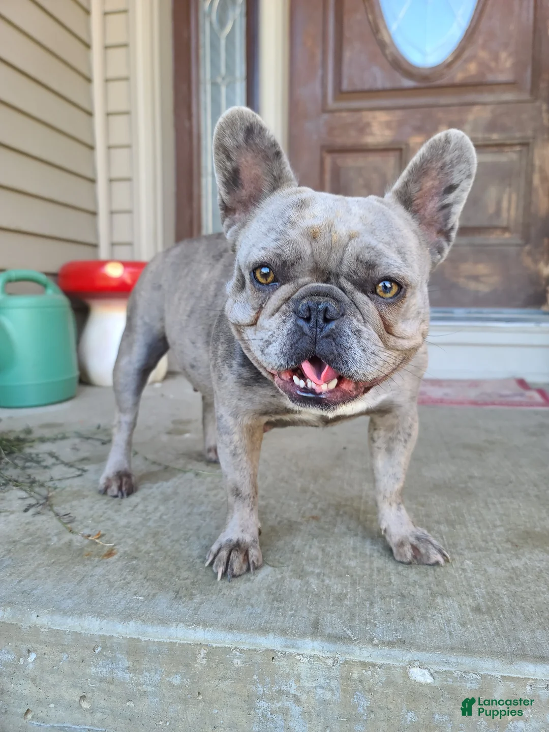 French Bulldog dogs for sale: French Bulldog Puppy 7 - Ad 2