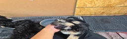 Malshi dogs for sale: Coco - Ad 4