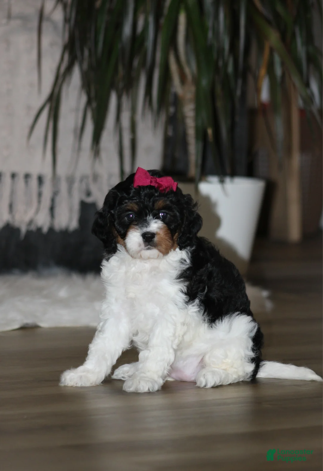 Cavapoo dogs for sale: Chloe - Ad 1
