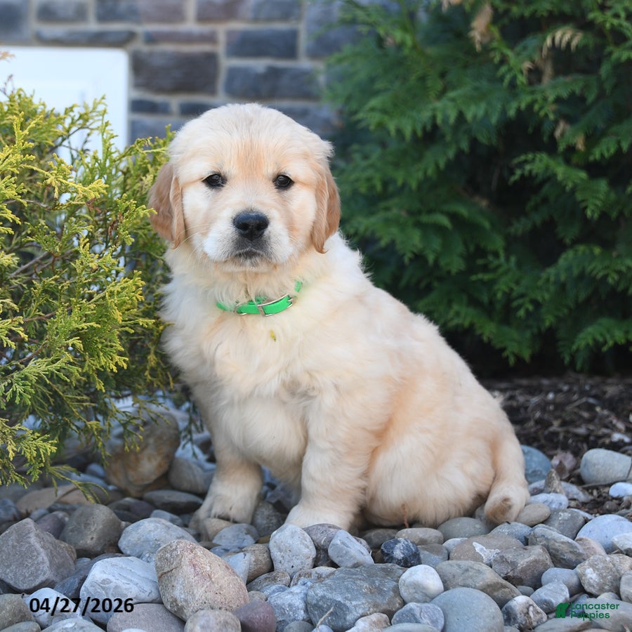 Golden Retriever dogs Gracie - Ad 2