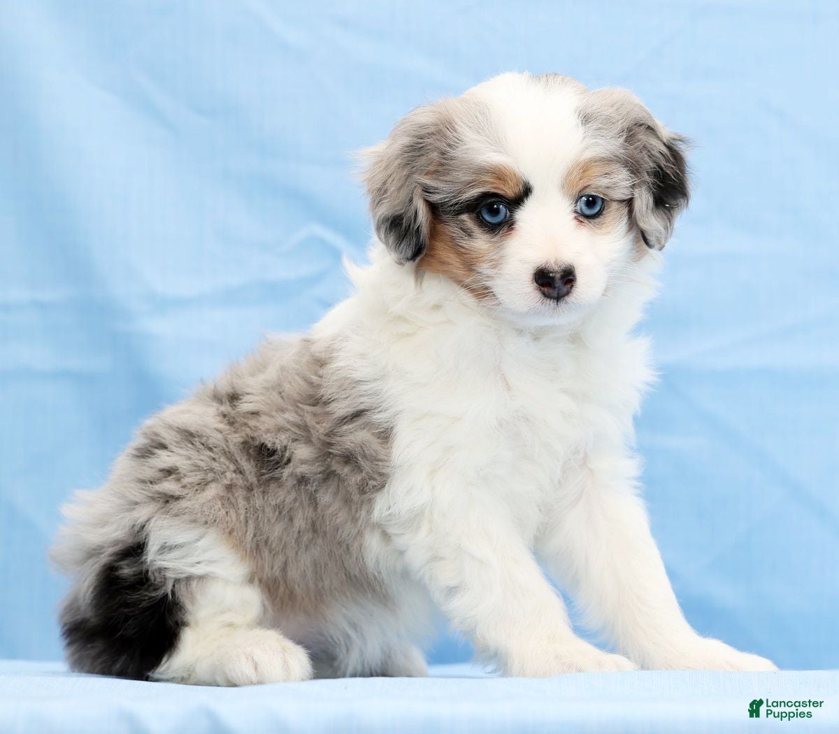 Mini Aussiedoodle dogs Winnie - Ad 23