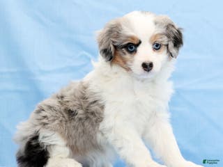 Mini Aussiedoodle dogs Winnie - Ad 23