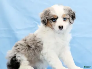 Mini Aussiedoodle dogs Winnie - Ad 24