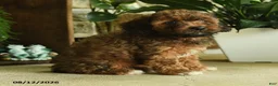 Cavapoo dogs for sale: Ember - Ad 3