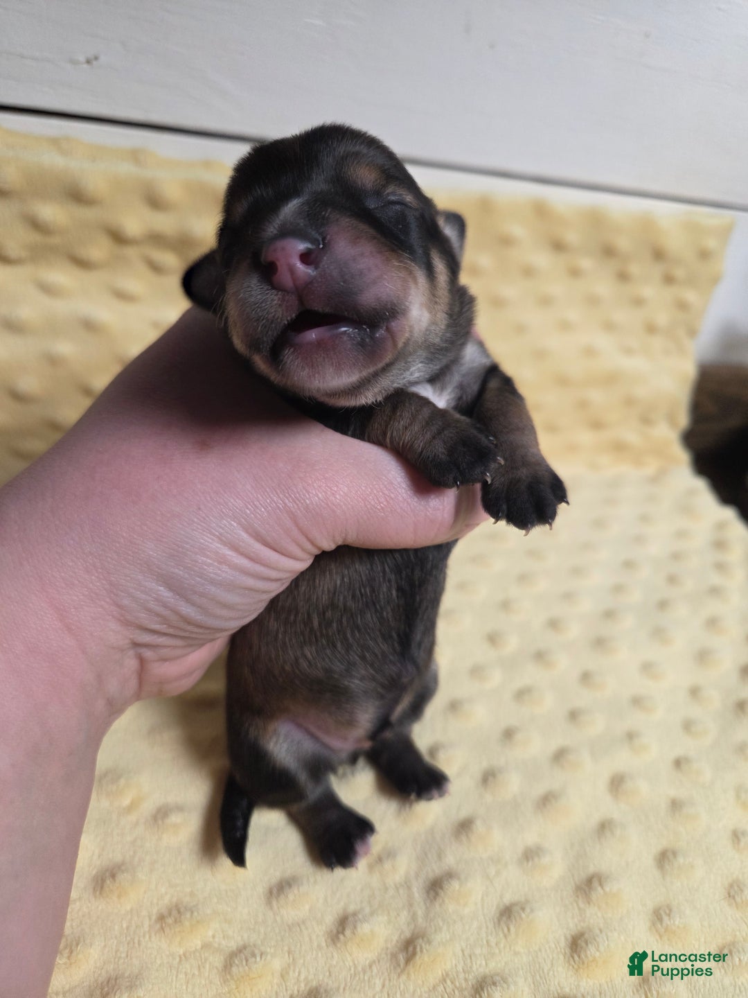 Mixed Breed dogs for sale: Elf - Ad 1