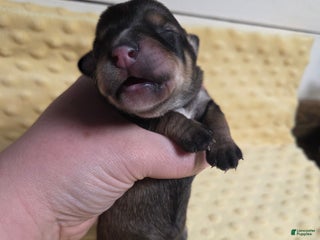 Mixed Breed dogs Elf - Ad 13