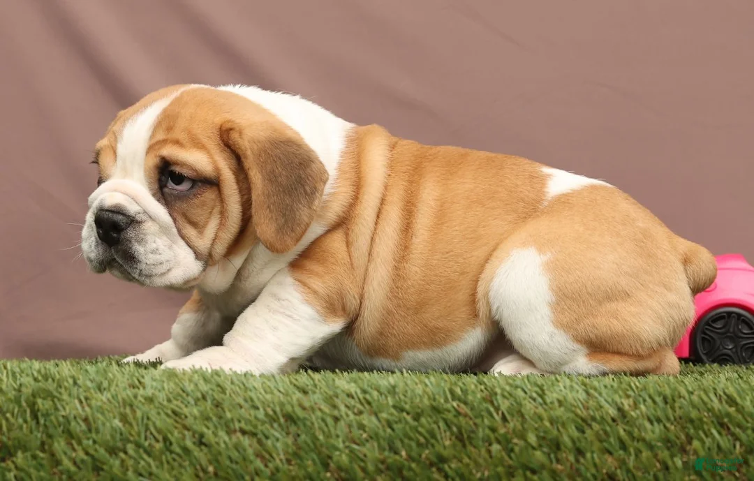 Beabull dogs for sale: Ryder - Ad 4