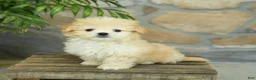 Teddy Bear dogs for sale: Tessa - Ad 4