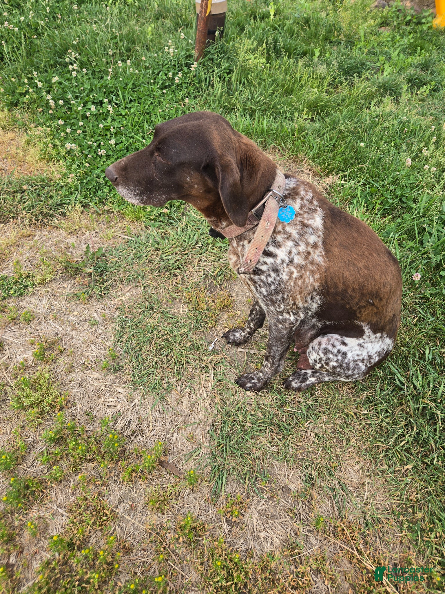 German Shorthaired Pointer dogs Bronze  - Ad 2
