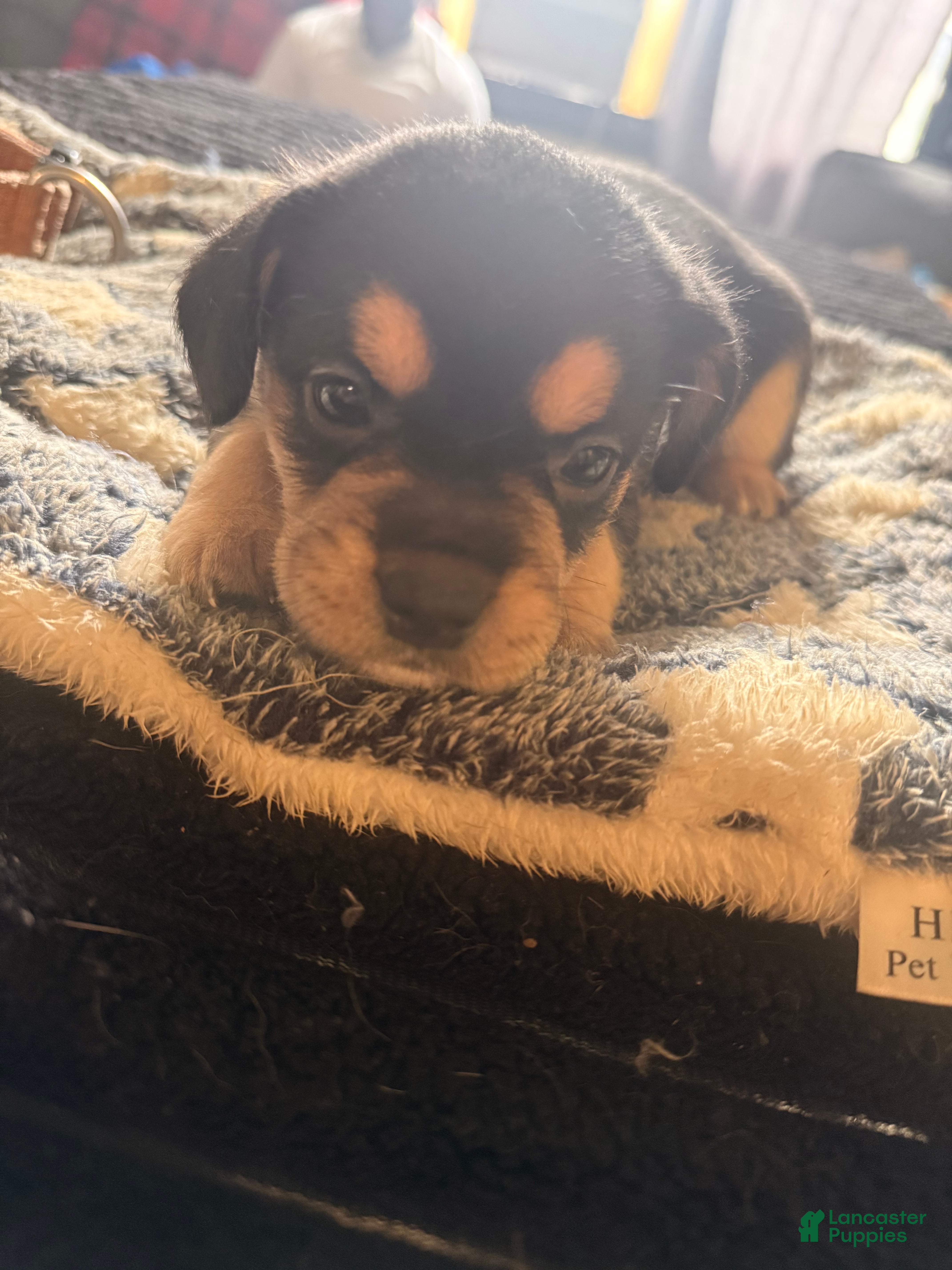 French Bulldog dogs Fluffy French Bulldog 2 - Ad 20