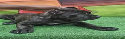 Cane Corso dogs for sale: SKY - Ad 3