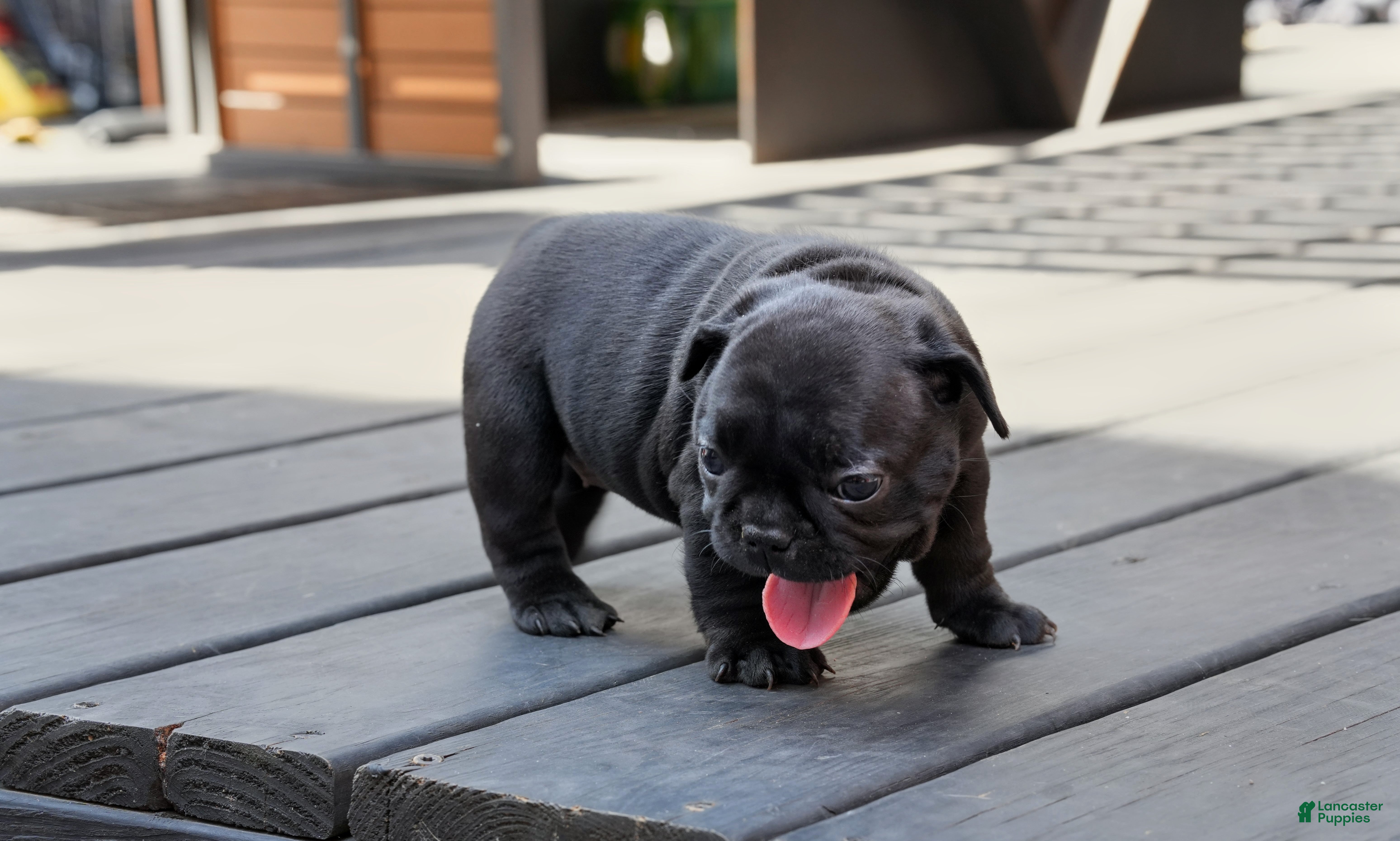 French Bulldog dogs Stitch - Ad 1