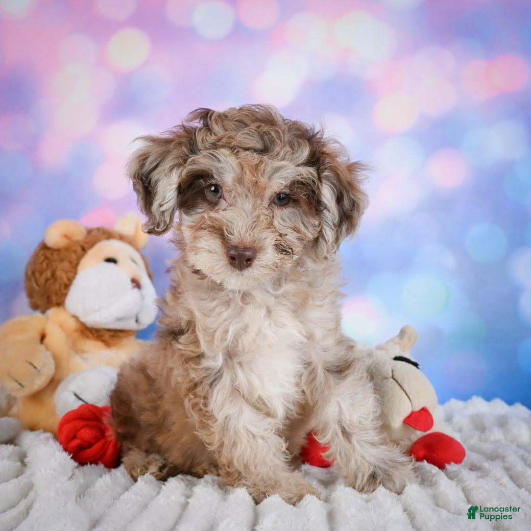Miniature Poodle dogs  Page - Ad 1