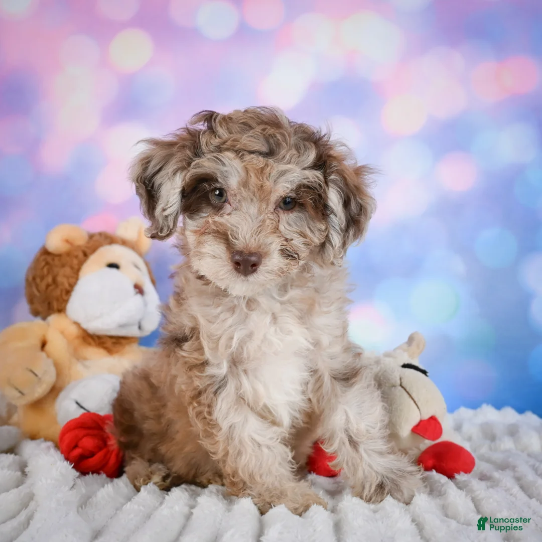 Miniature Poodle dogs for sale:  Page - Ad 1