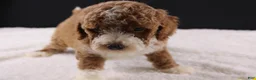 Mini Goldendoodle dogs for sale: Teddy - Ad 9