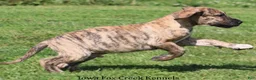 Great Dane dogs for sale: Murphy - Ad 2