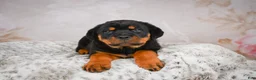 Rottweiler dogs for sale:  Sasha 🐾 - Ad 16