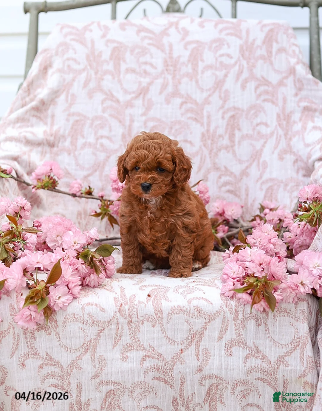 Cockapoo dogs for sale: Kayla - Ad 2