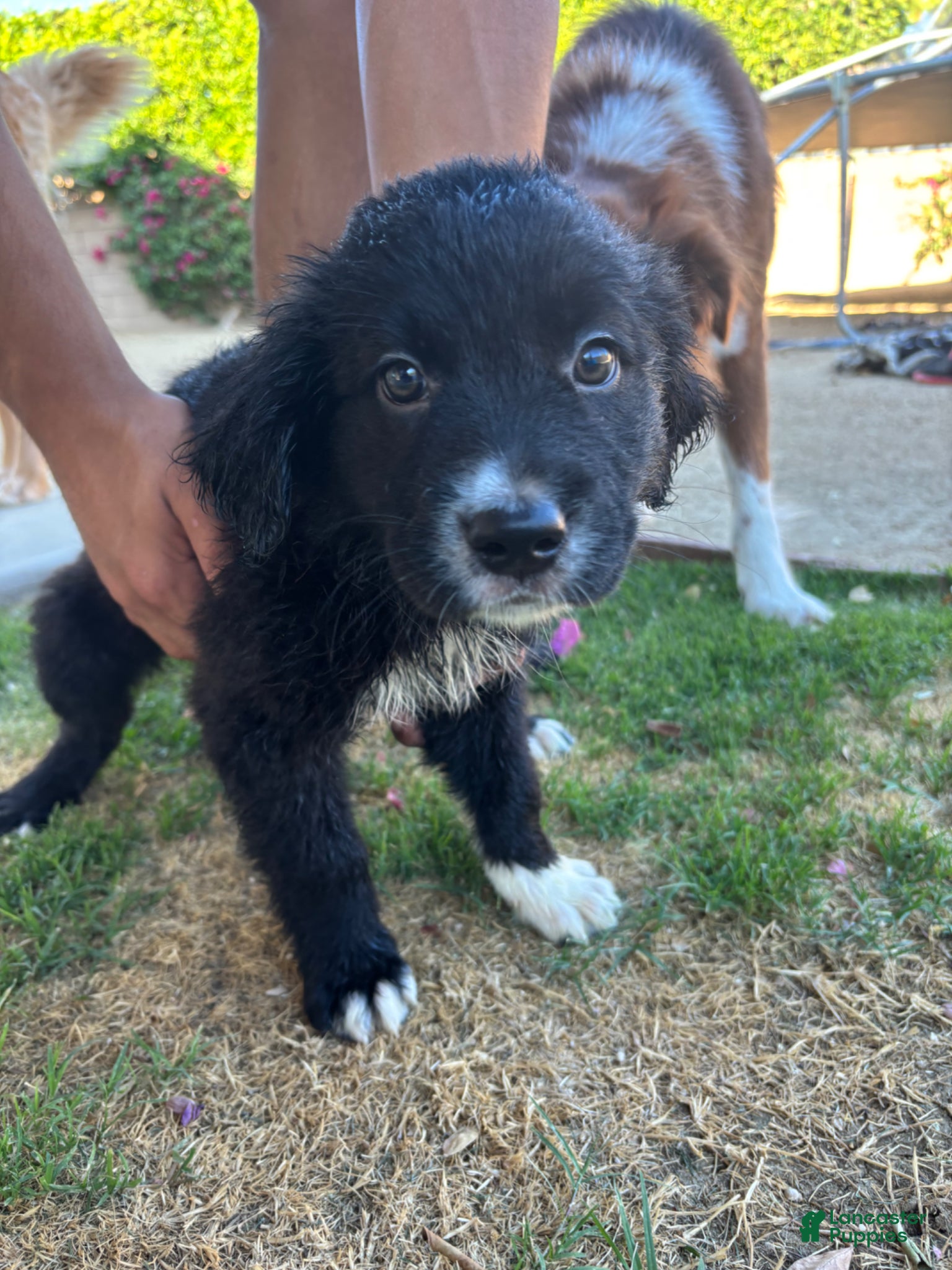 Mixed Breed dogs Mixed Breed Puppy 1 - Ad 10