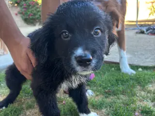 Mixed Breed dogs Mixed Breed Puppy 1 - Ad 10