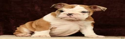 English Bulldog dogs for sale: Liberty - Ad 5