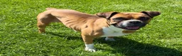 Boxer dogs for sale: Ruby - Ad 4