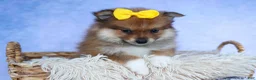 Pomeranian dogs for sale: Farris  - Ad 15