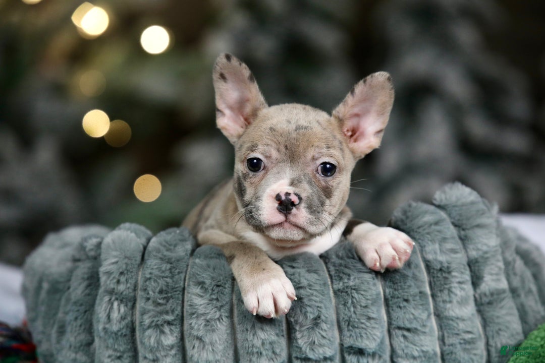 Frenchton dogs for sale: Jellybean - Ad 5