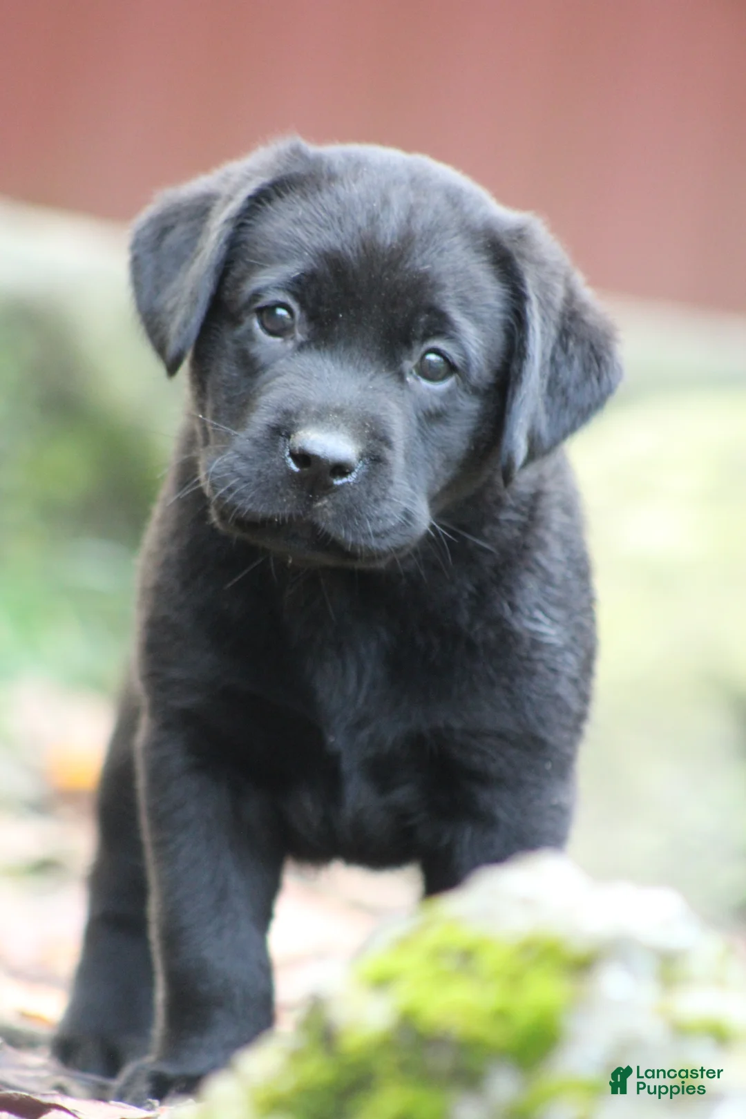 Labrador Retriever dogs for sale: kayley - Ad 1