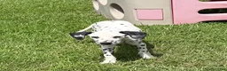 Dalmatian dogs for sale: Jesse - Ad 3