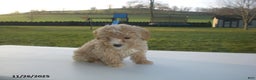 Yorkiepoo dogs for sale: Amber - Ad 7