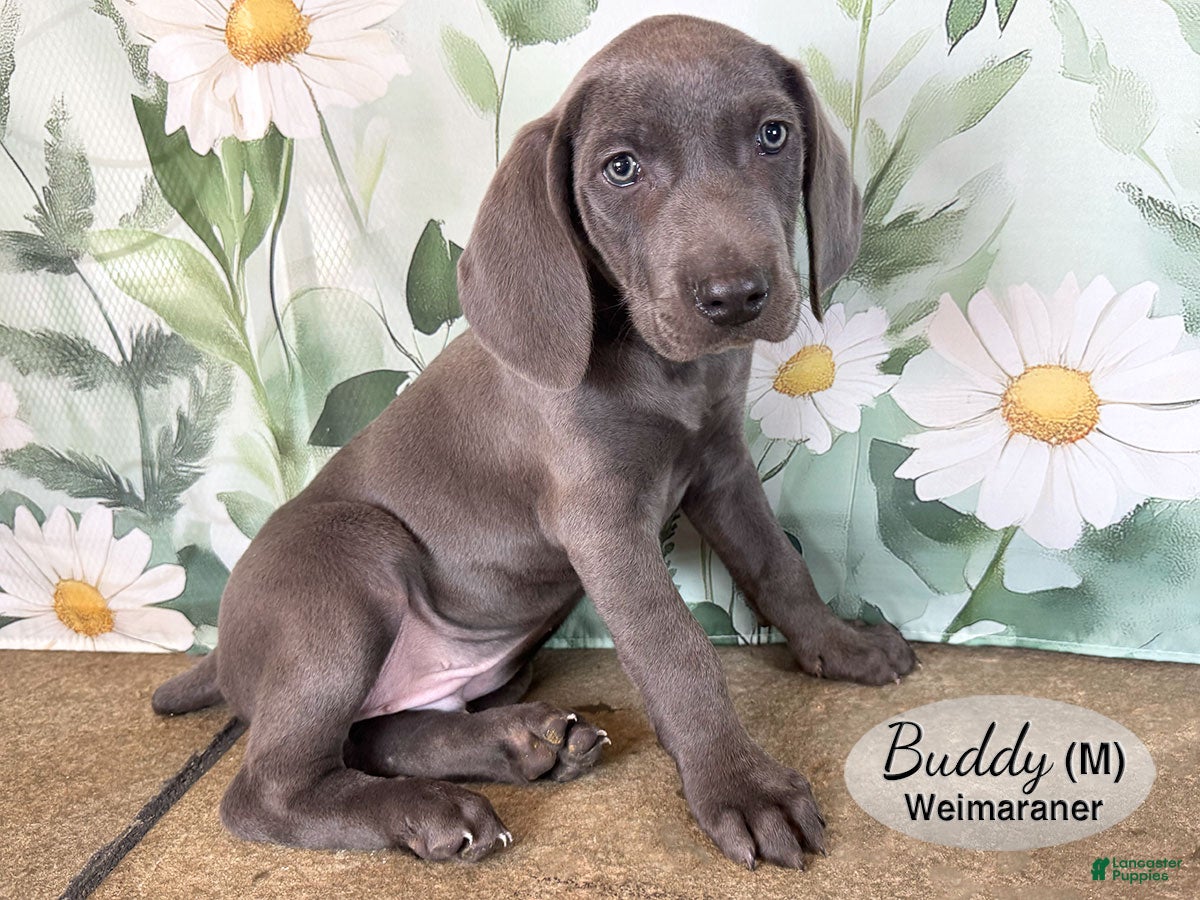 Weimaraner dogs Buddy - Ad 2