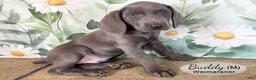 Weimaraner dogs for sale: Buddy - Ad 2