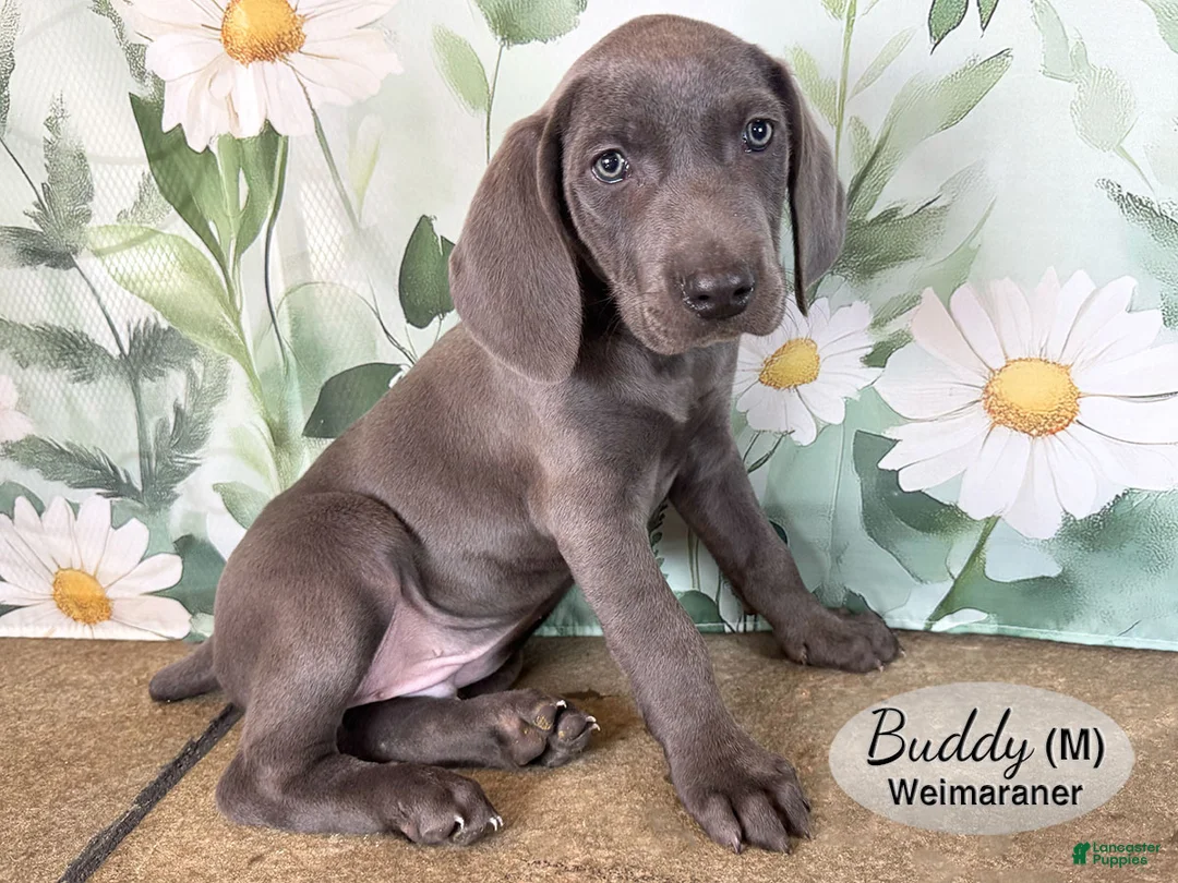 Weimaraner dogs for sale: Buddy - Ad 2