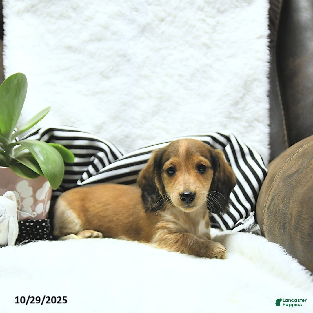 Miniature Dachshund dogs for sale: Aspen - Ad 15
