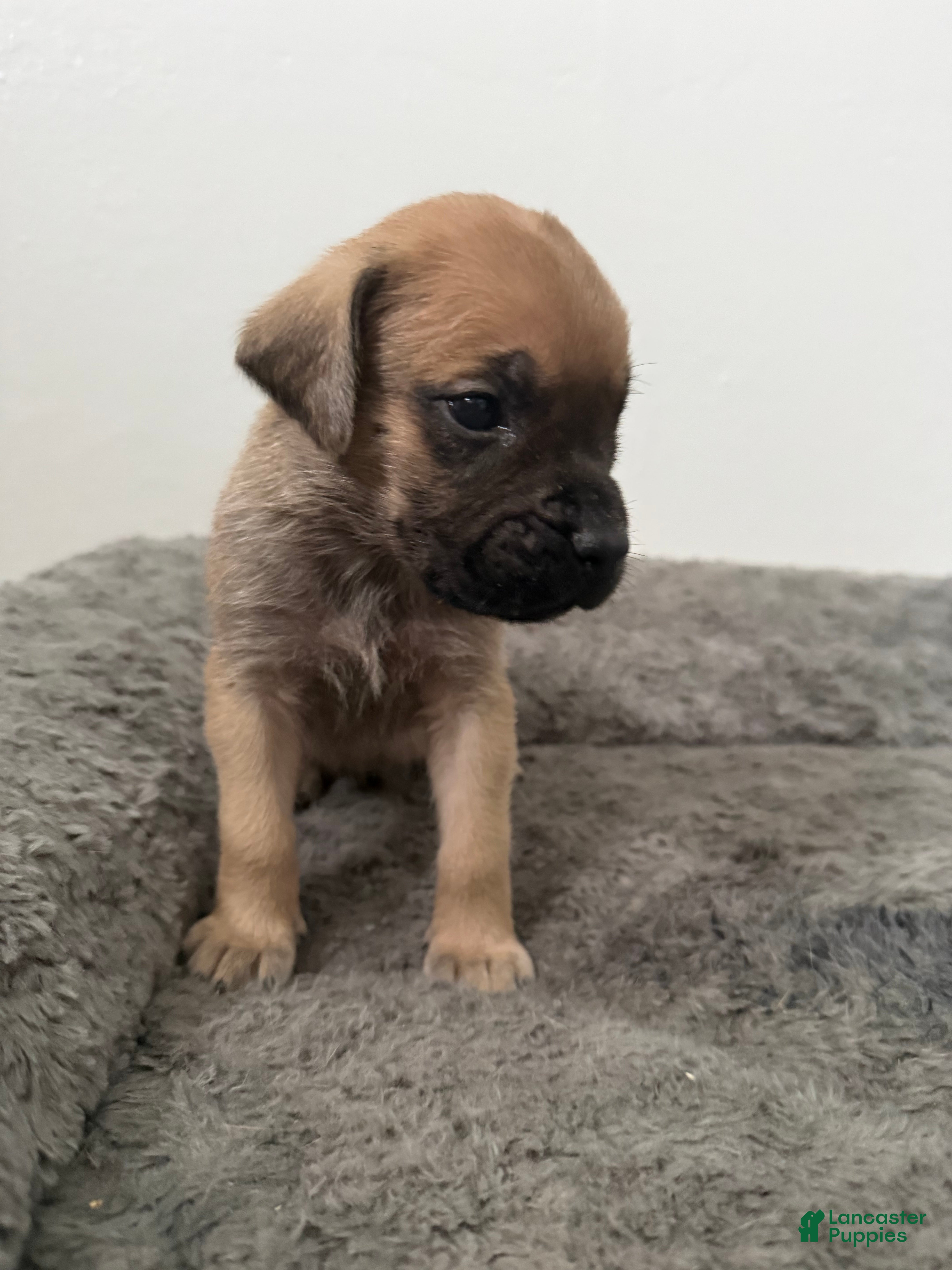 English Mastiff dogs English Mastiff Puppy 6 - Ad 28