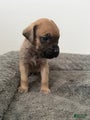 English Mastiff Puppy 6