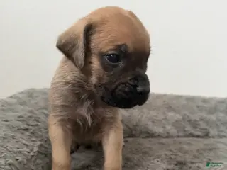 English Mastiff dogs English Mastiff Puppy 6 - Ad 28