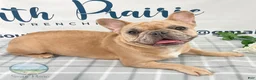 French Bulldog dogs for sale: Eddie French Bulldog  - Ad 5