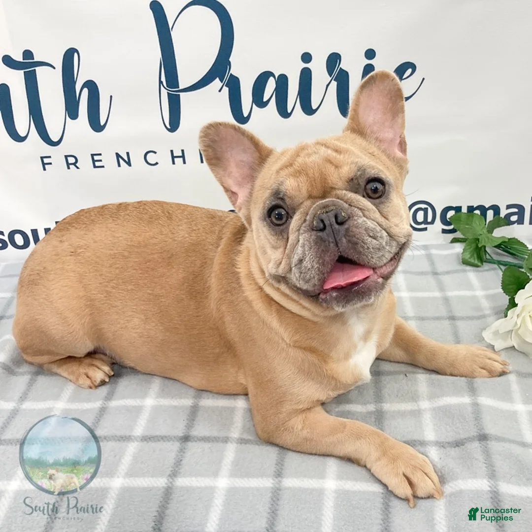 French Bulldog dogs for sale: Eddie French Bulldog  - Ad 5