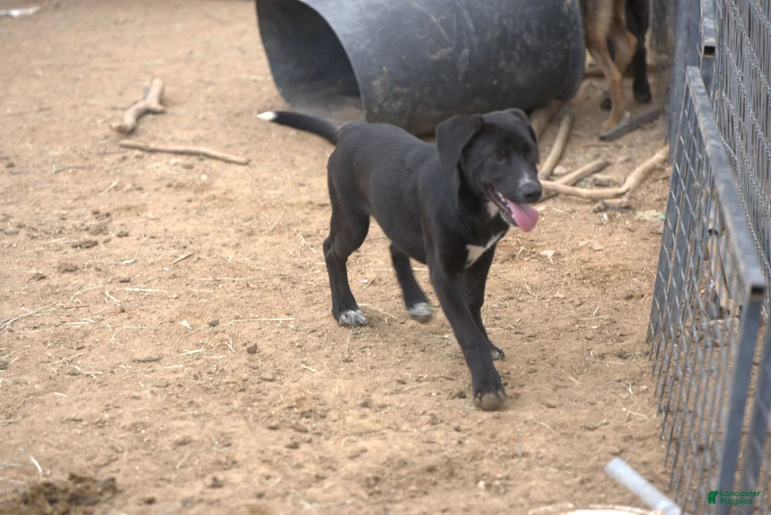 Mixed Breed dogs for sale: Squeeky Tiscar Farm Dog - Ad 5