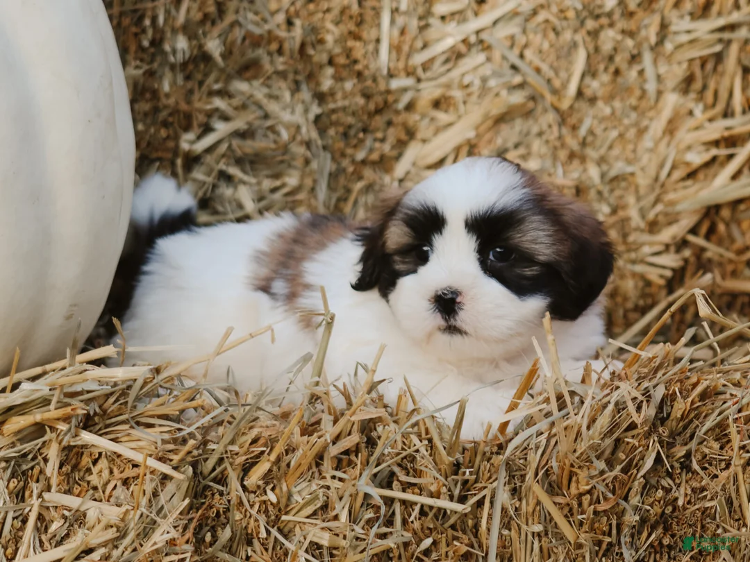 Lhasa Apso dogs for sale: Hank - Ad 1