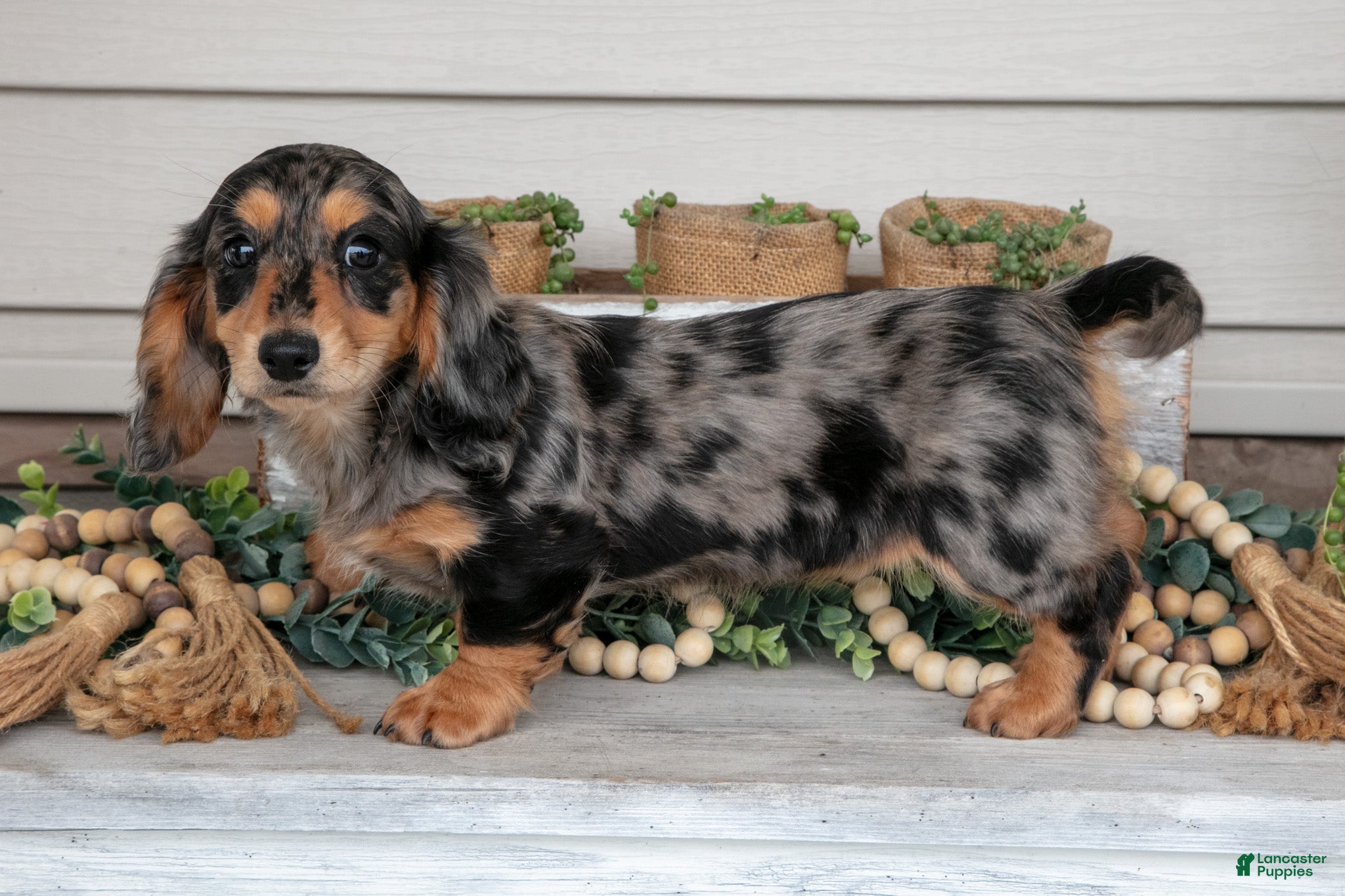 Miniature Dachshund dogs for sale: Selena - Ad 2