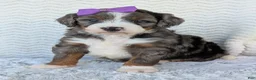 Mini Bernedoodle dogs for sale: Mini Indy - Ad 10