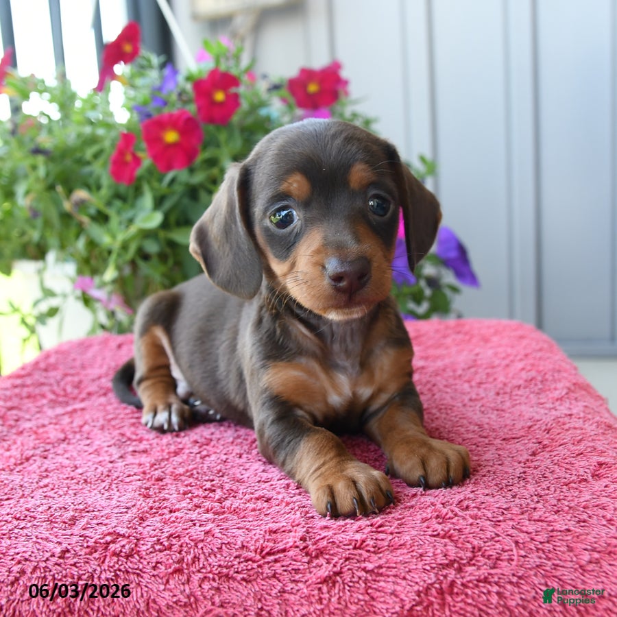 Miniature Dachshund dogs for sale: Nilly - Ad 2