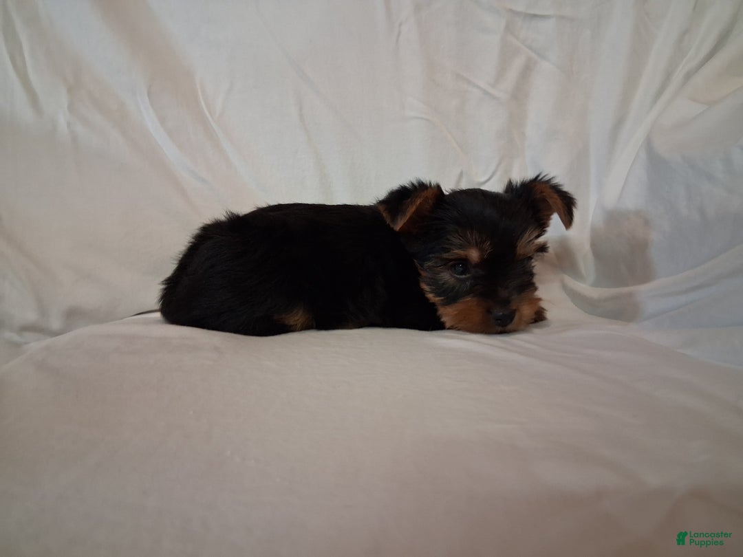 Yorkshire Terrier dogs for sale: Cocoa  - Ad 4