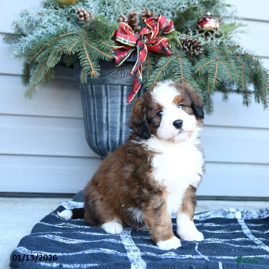 Bernedoodle dogs Merle - Ad 42