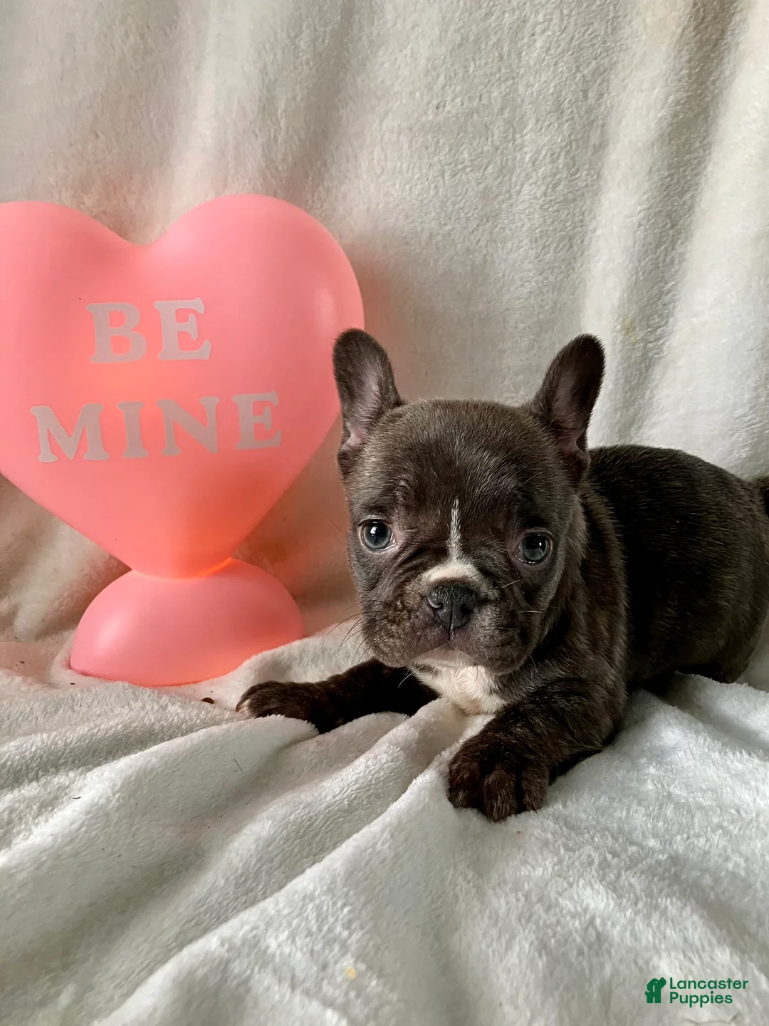 French Bulldog dogs for sale: Pixie - Ad 3