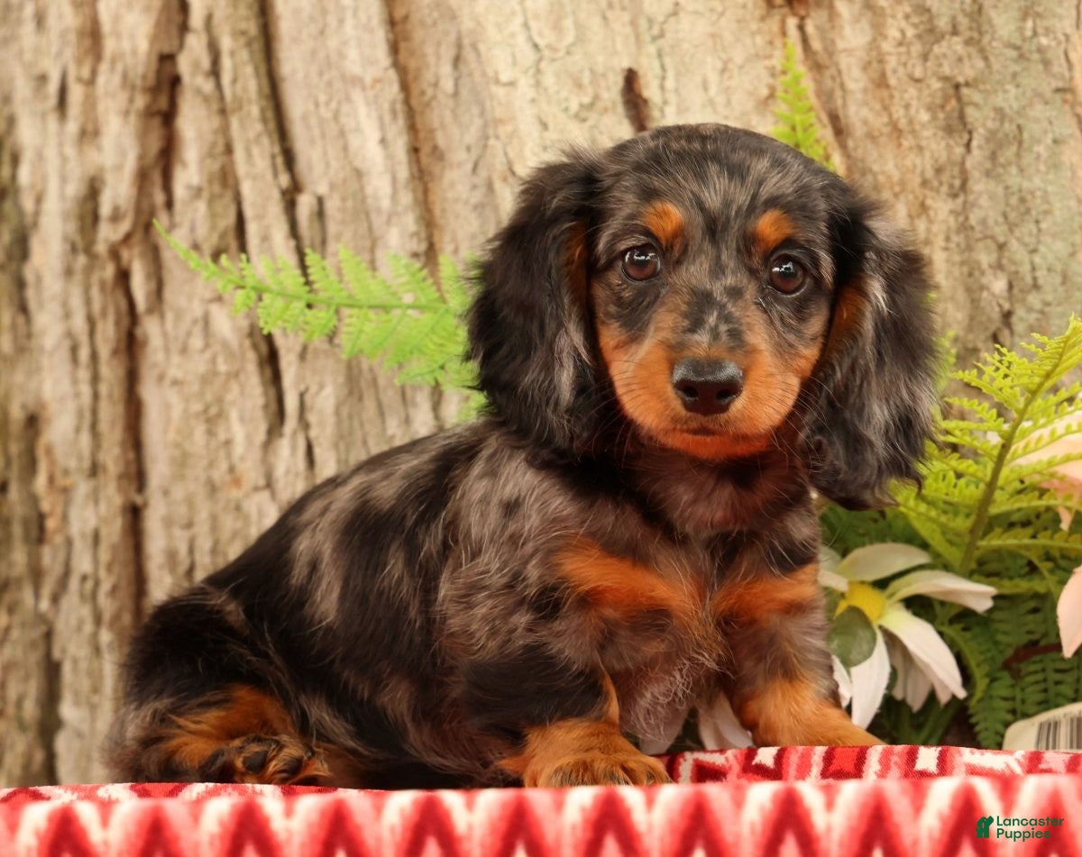 Miniature Dachshund dogs Tiny - Ad 1